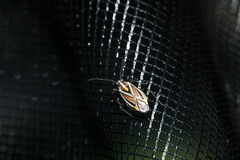 Horistus orientalis