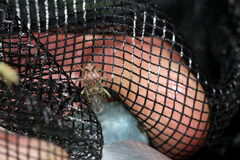 Rhopalus parumpunctatus