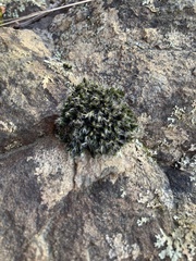 Grimmia