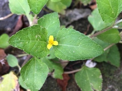 Calyptocarpus vialis