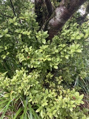 Phyllocladus alpinus