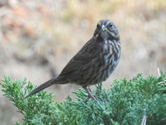 Melospiza melodia