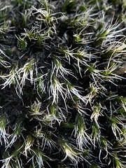 Grimmia
