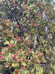 Phyllocladus alpinus