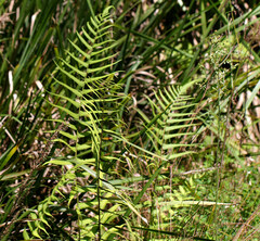 Cyclosorus interruptus