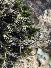 Grimmia