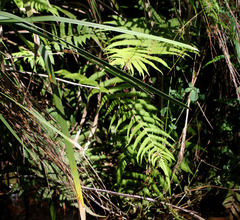 Cyclosorus interruptus