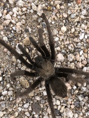 Aphonopelma