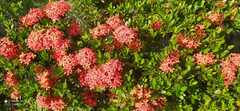 Ixora coccinea