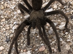 Aphonopelma