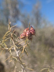 Psorothamnus schottii