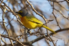 Telophorus sulfureopectus similis