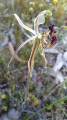 Caladenia barbarossa