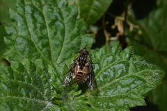 Tabanidae
