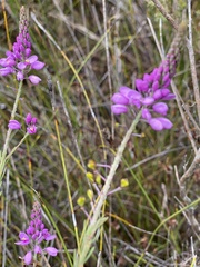 Comesperma virgatum