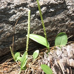 Malaxis macrostachya