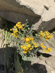 Calceolaria corymbosa