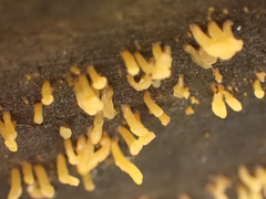 Calocera cornea