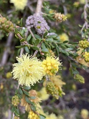 Melaleuca thymoides