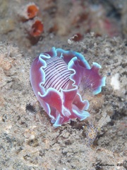 Hydatina physis
