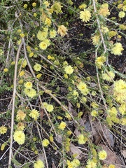Melaleuca thymoides