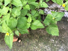 Calyptocarpus vialis