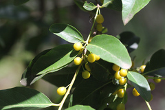 Denhamia bilocularis