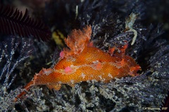 Plocamopherus imperialis