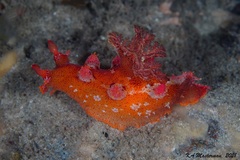 Plocamopherus imperialis