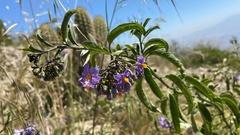 Solanum crispum