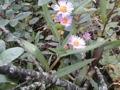 Symphyotrichum robynsianum