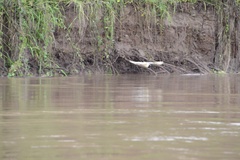 Pilherodius pileatus
