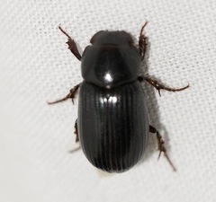 Stenotothorax badipes
