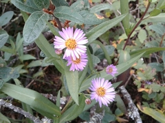 Symphyotrichum robynsianum