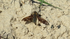 Poecilanthrax alcyon