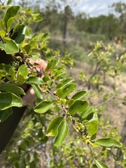 Petalostigma banksii
