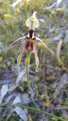 Caladenia barbarossa