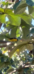 Euphonia