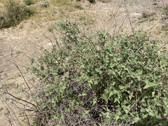 Bahiopsis microphylla