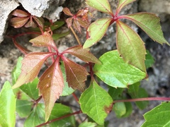 Parthenocissus quinquefolia
