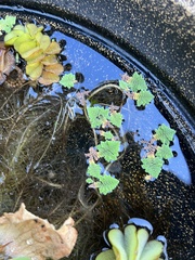 Azolla