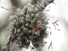 Tillandsia pedicellata