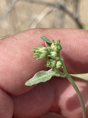 Bahiopsis microphylla