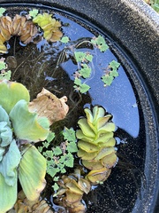 Azolla