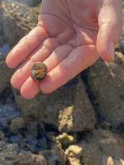 Littorina subrotundata