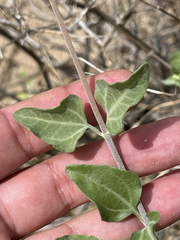 Bahiopsis microphylla