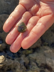 Littorina subrotundata