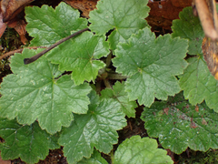 Tellima grandiflora