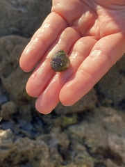 Littorina subrotundata