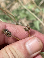 Bahiopsis microphylla